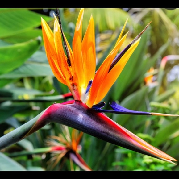 Meet your Posher, L - Picture 2 of 2